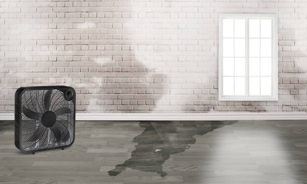 Best Local water damage restoration  in Rankin, TX